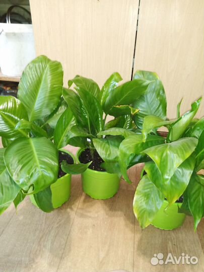 Спатифиллум