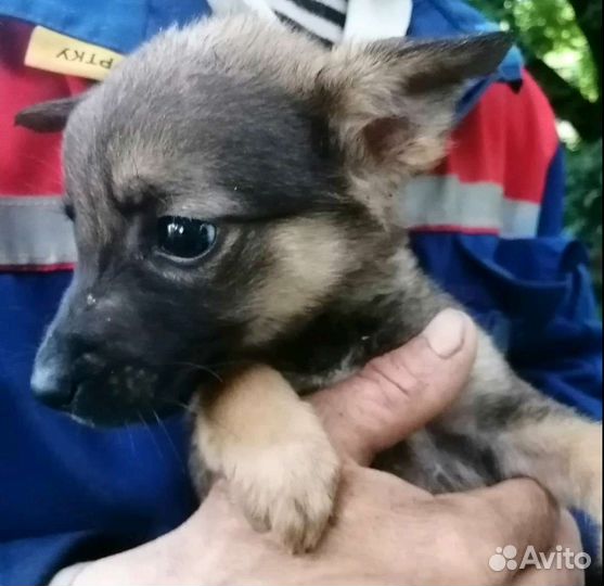 Милашка девочка Мия,7мес, будет не большой