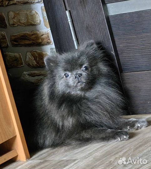 Взрослые девочки шпица