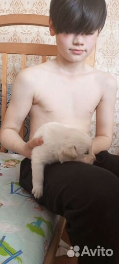 Щенки в добрые руки