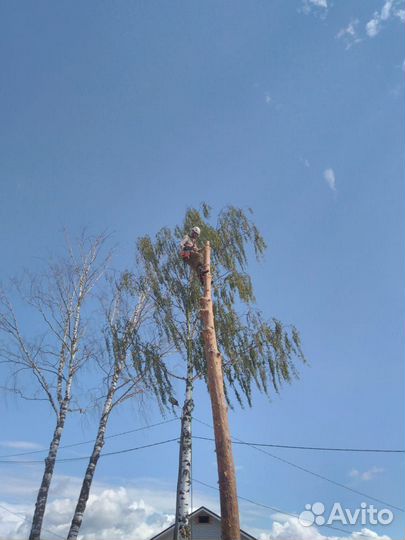 Селивановский район спил аварийных деревьев