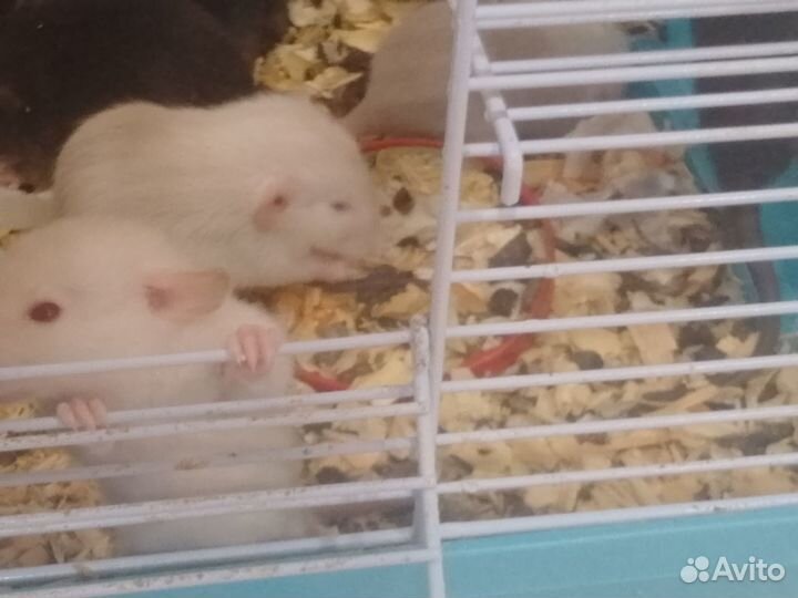 Продам крысят Дамбо