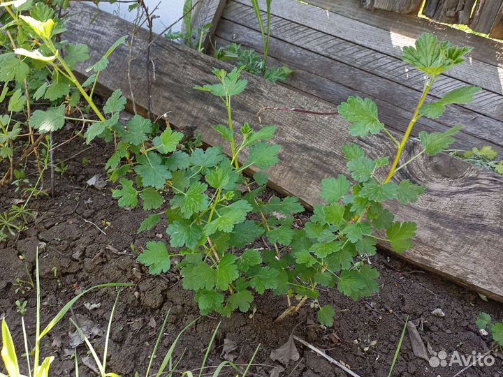 Смородина крыжовник