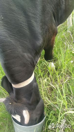 Корова телка