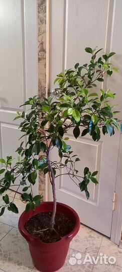 Фикус бенджамина curly