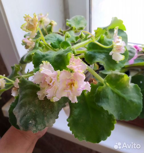 Фиалки сортовые. Комнатные цветы