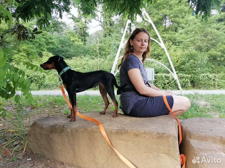 Немецкий пинчер щенки