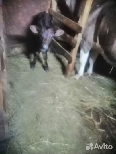 Бычок 2 месяца