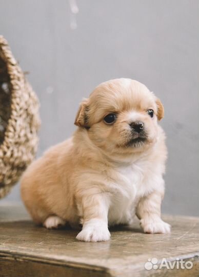 Чихуахуа, очаровательный мальчик