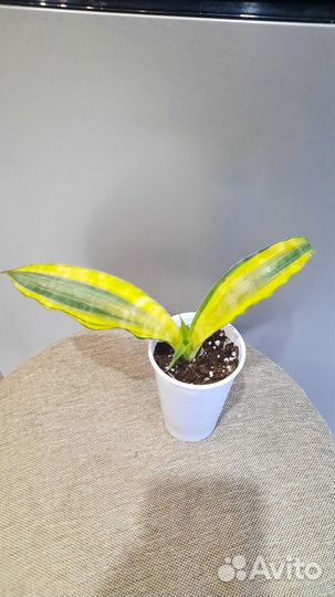 Сортовые сансевьерии