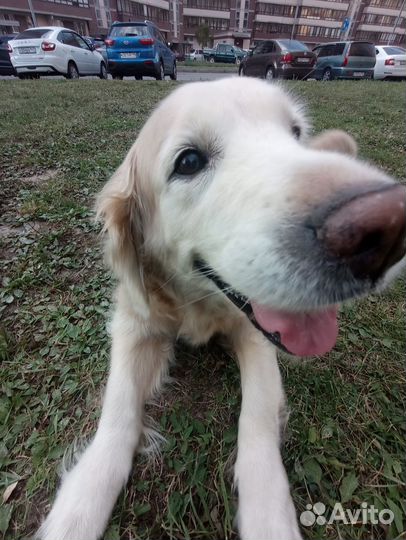 Выгул собак