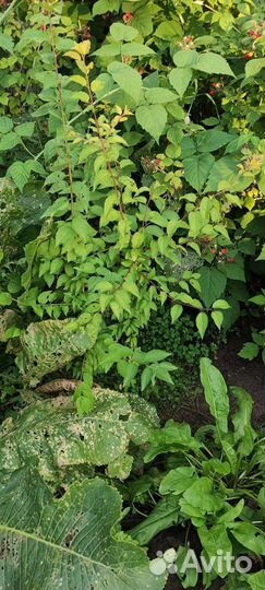 Саженцы алычи