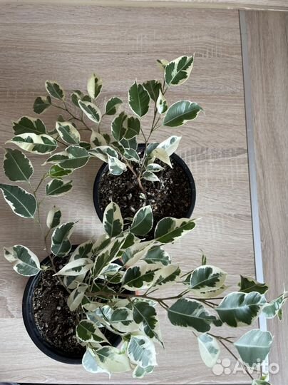 Фикус бенджамина пестролистный