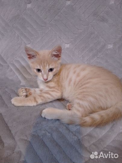 Коты в дар бесплатно