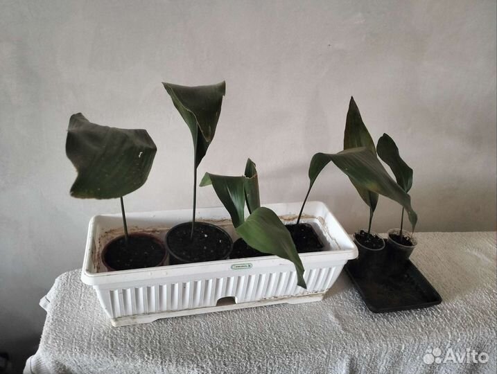 Аспидистра