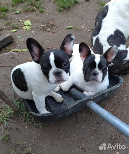 Французский бульдог щенки