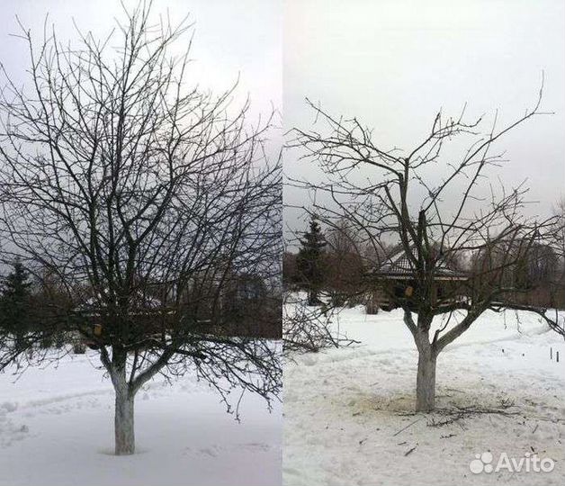 Обрезка плодовых деревьев и кустарников