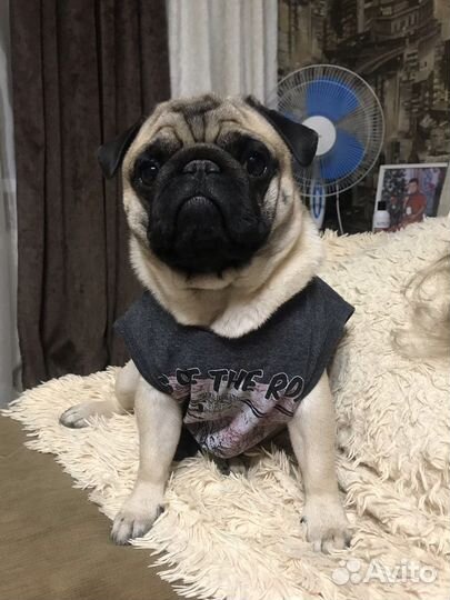 Мопс мальчик для вязки с девочкой