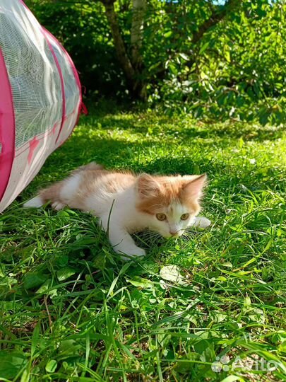 Котëнок в дар бесплатно
