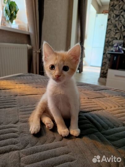 Котёнок в добрые руки бесплатно