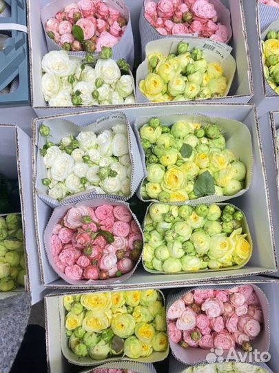 Цветы живые