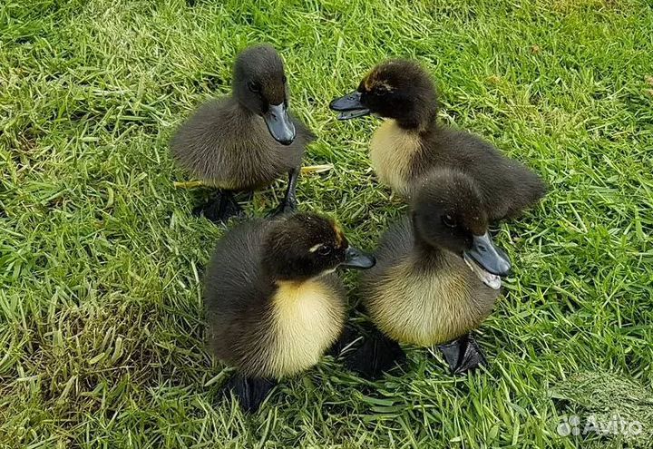 Утята каюги