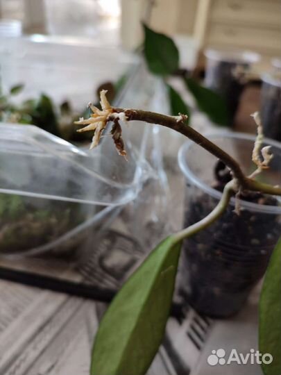 Хойя кримсон квин, Хойя пубикаликс