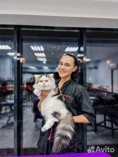 Груминг. Стрижка кошек и собак Мамайка