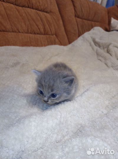 Котёнок