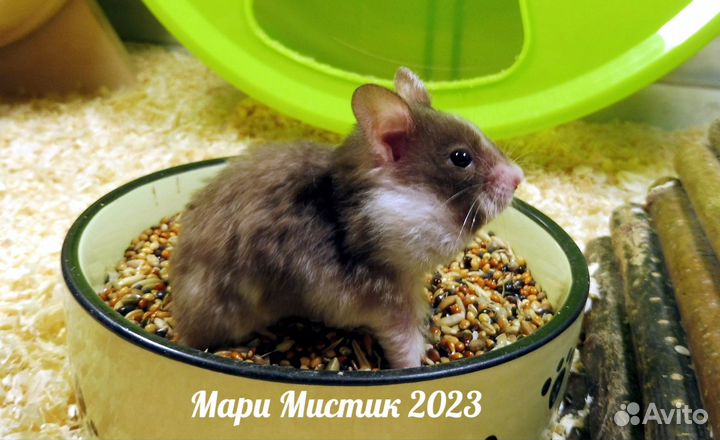 Ручные хомяки Ангорские сирийские сатиновые видео