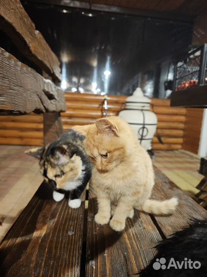 Котята в добрые руки бесплатно