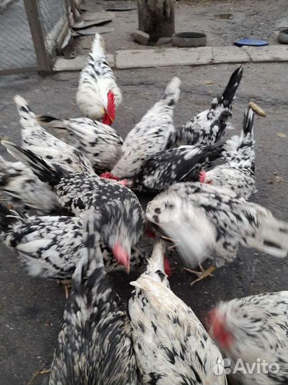 Инкубационное яйцо кур несушек Леггорн Долматинец