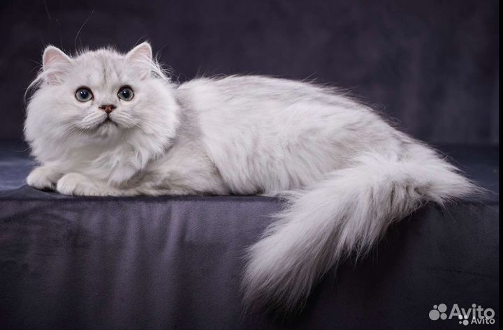 Продам кота Хайленд Страйт