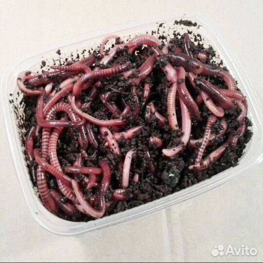 Черви навозные