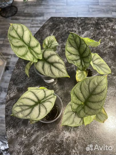 Алоказия серебряный дракон