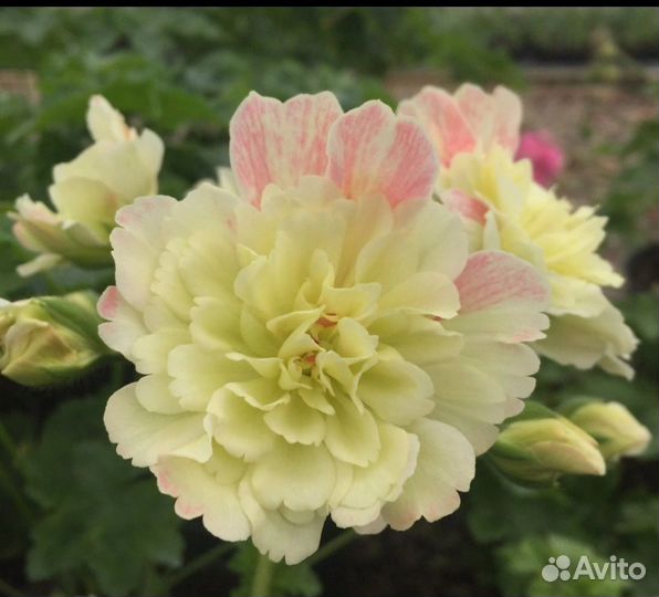 Пеларгония герань сортовая