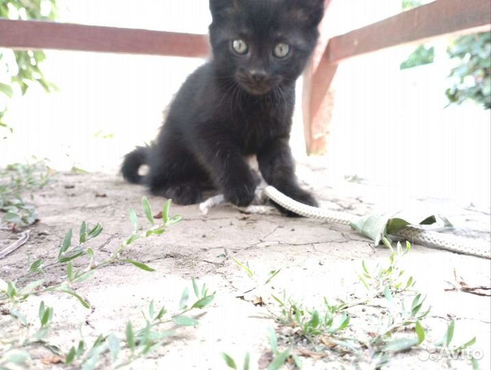 Котята бесплатно