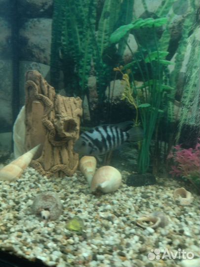 Аквариумные рыбки