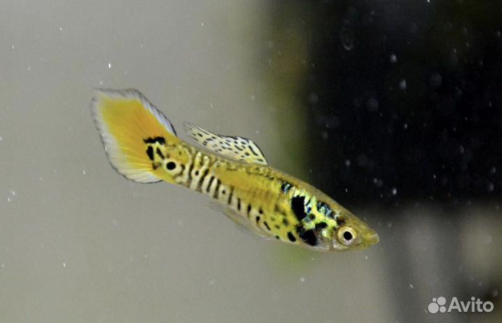Гуппи Эндлера Тигры