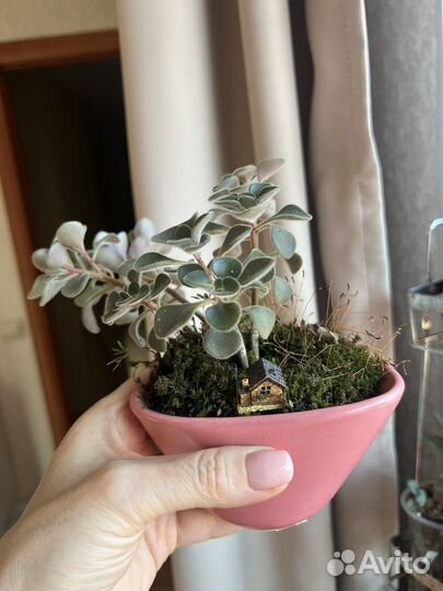 Аихризон, Суккулент, подарок