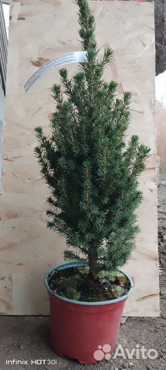 Ель канадская коника