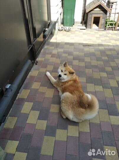 Продается собака