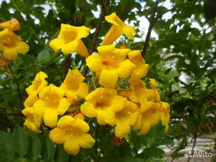 Семена комнатных растений, экзотика, плодовые