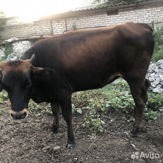 Корова (телочка)