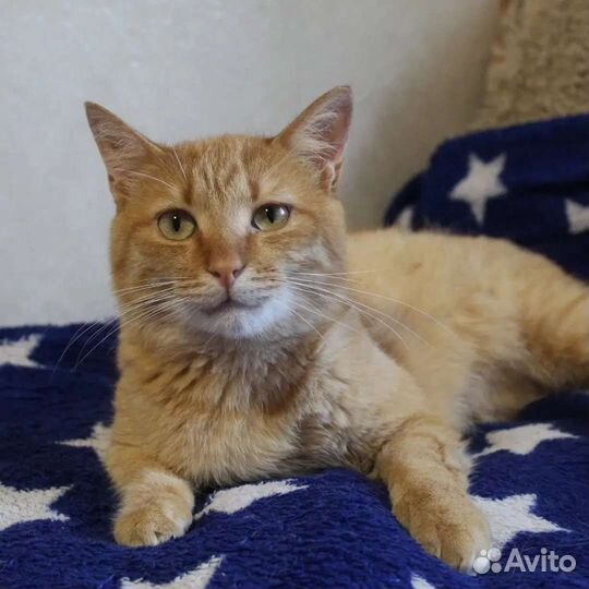 Рыжий кот особенный