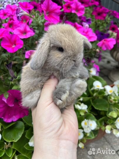 Карликовый кролик