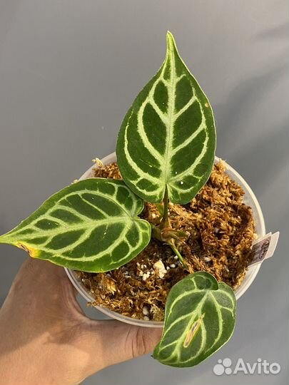 Антуриум кристаллинум культивар