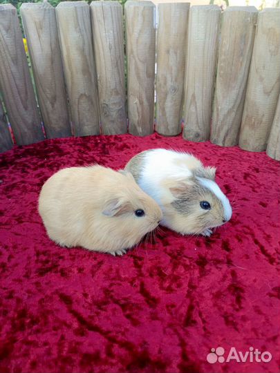 Морские свинки