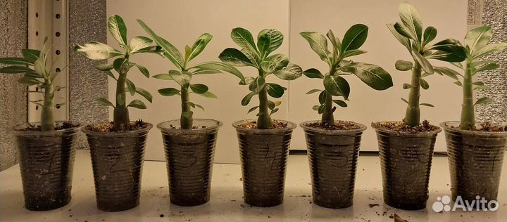 Адениум обессум, семена и саженцы