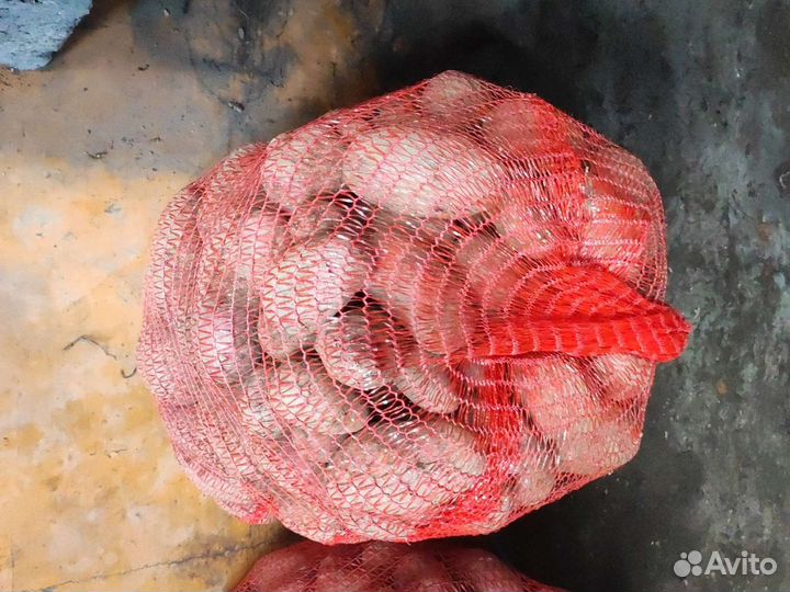 Красная картошка